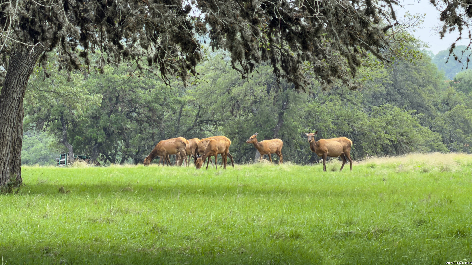 Lot 19 Elk Mountain Ranch Pipe Creek TX 78063