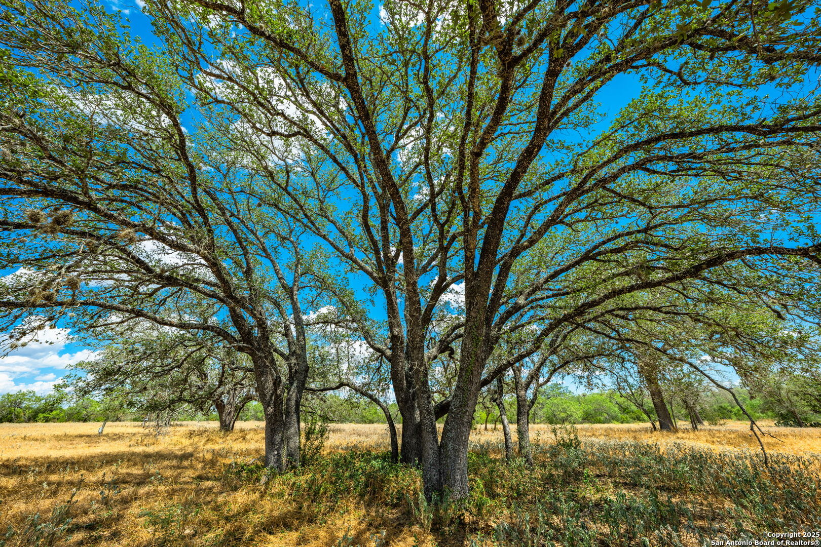 1700 Bruce Poteet TX 78065