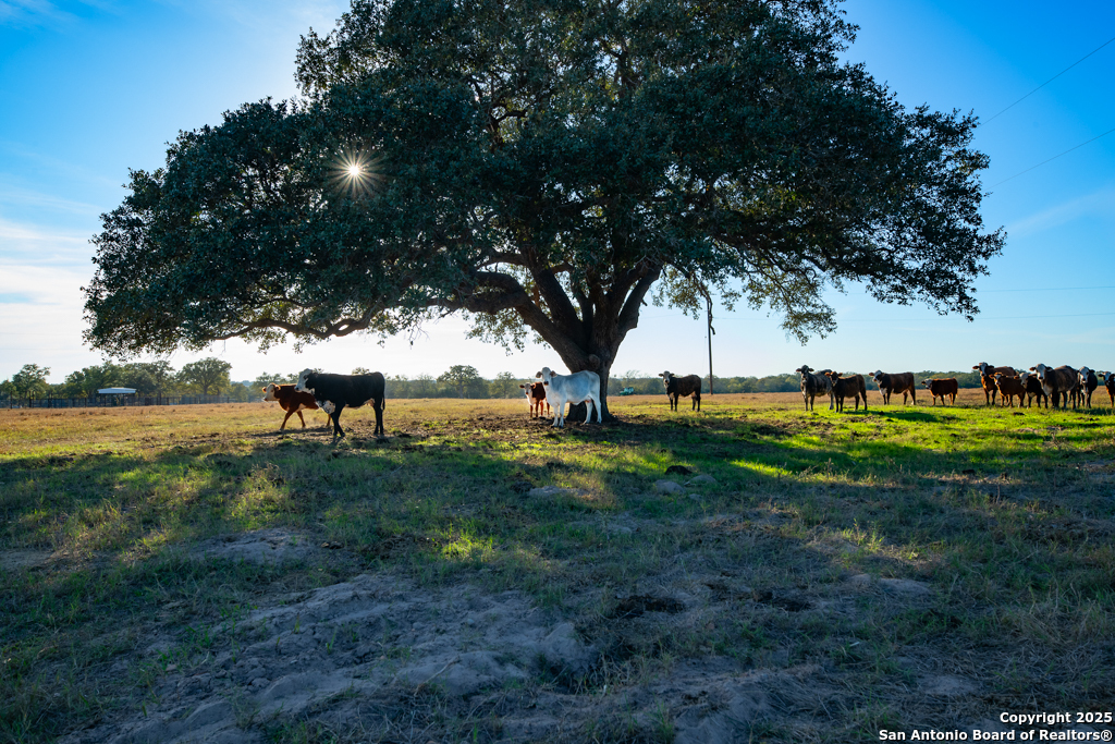 1038 Old Goliad Goliad TX 77963