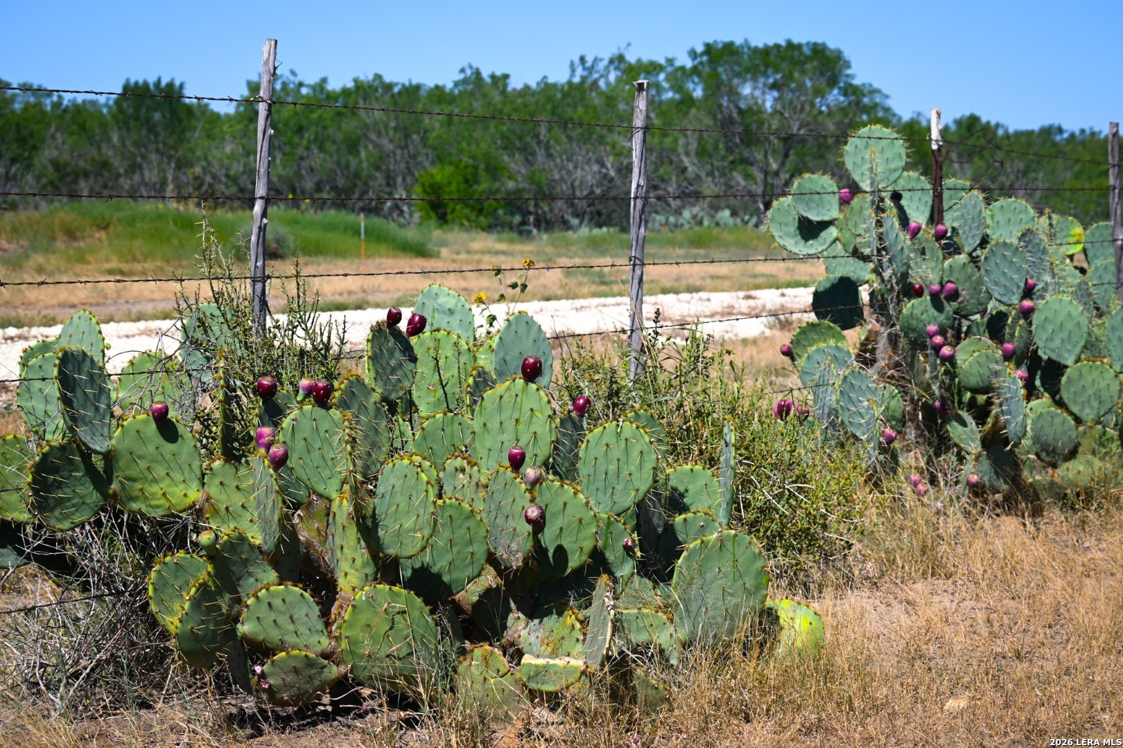 6192 County Road 2500 Bigfoot TX 78005