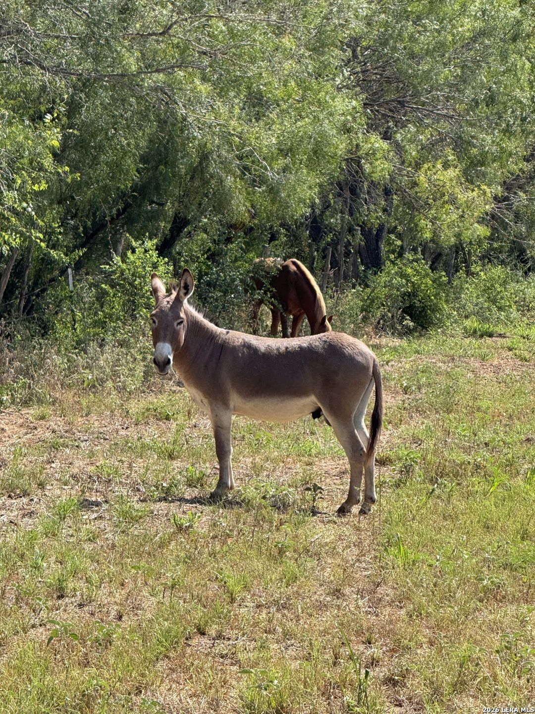 19455 Luckey Road Atascosa TX 78002