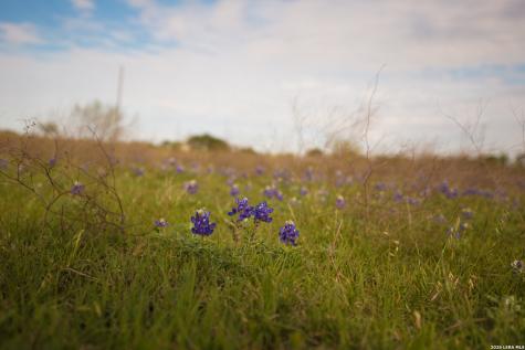 1843 Savanna Ridge Ranch Road Lometa TX 76853