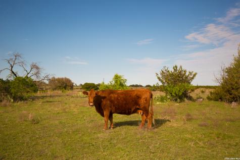 1843 Savanna Ridge Ranch Road Lometa TX 76853