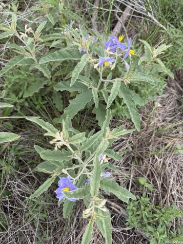 Lot 52 Clearwater Canyon Road Bandera TX 78003