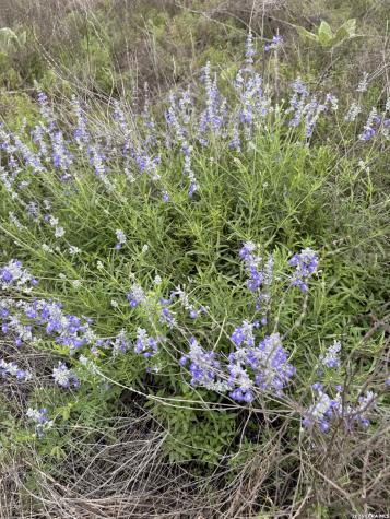 Lot 52 Clearwater Canyon Road Bandera TX 78003