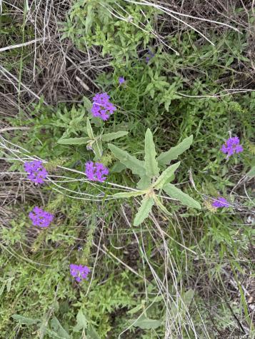 Lot 52 Clearwater Canyon Road Bandera TX 78003