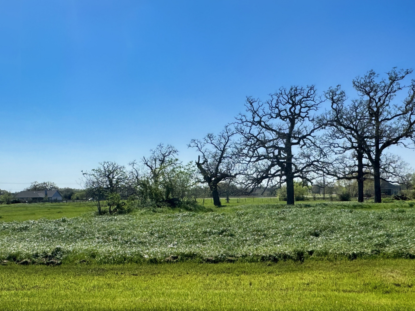 9993 Panther Creek Drive Iola TX 77861