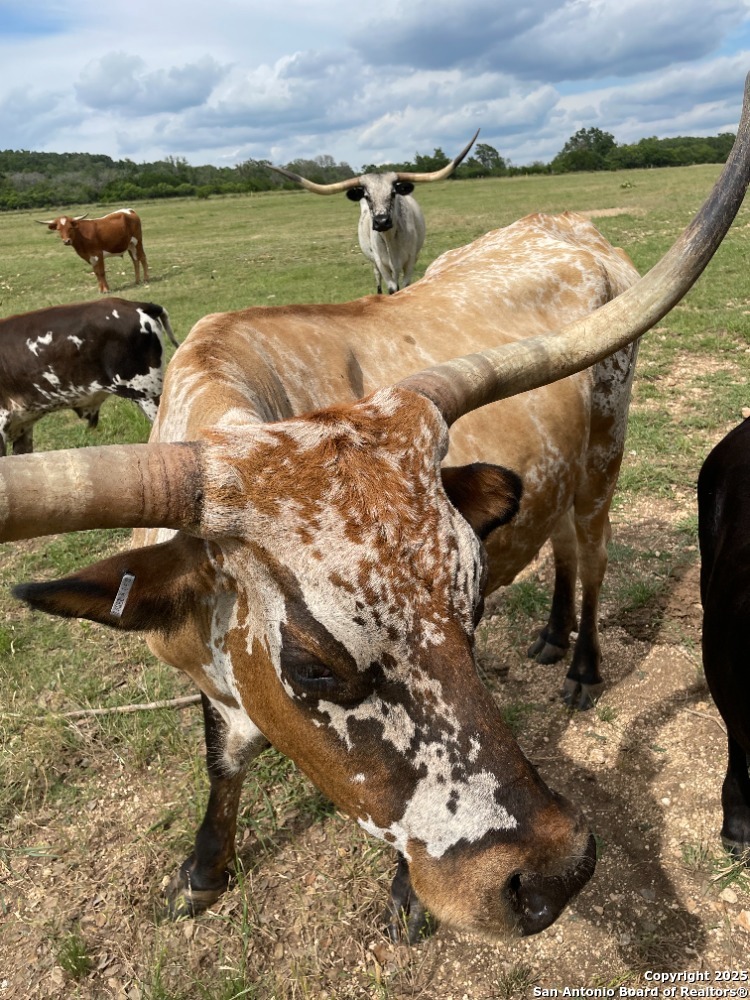 Lot 31 Shady Hollow Blanco TX 78606
