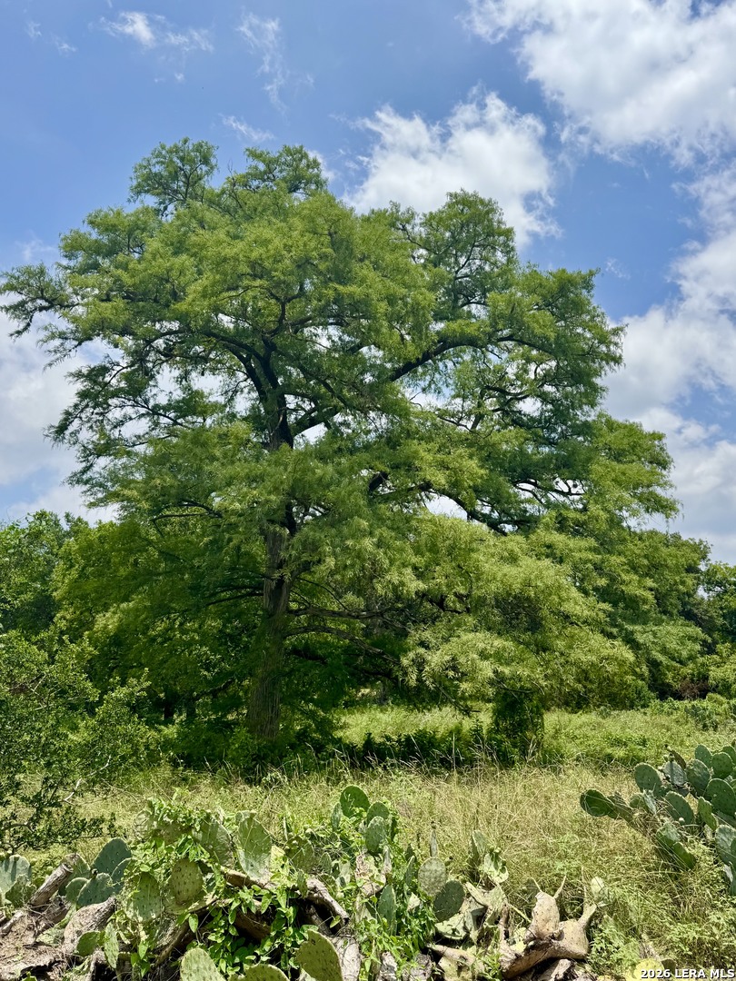 359 Bud Danner Drive Leakey TX 78873