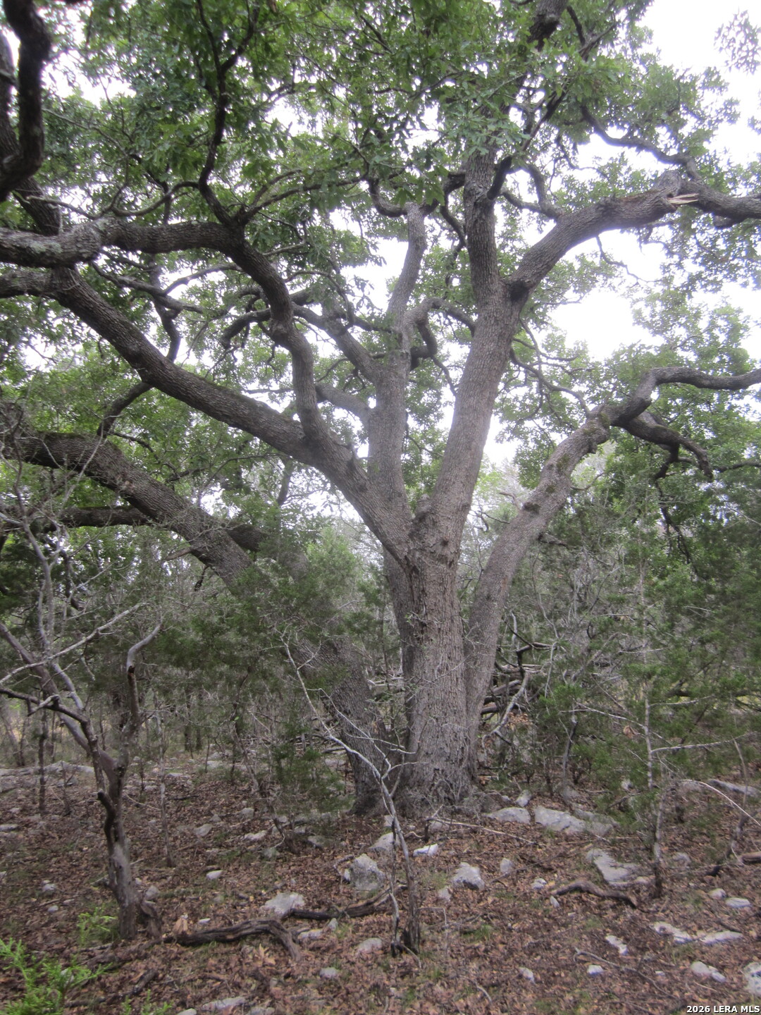15.117 Acres Scenic Loop Pipe Creek TX 78063