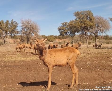 Lot 29 SW Bison Court Pipe Creek TX 78063