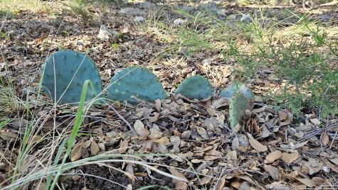 Lot 356 Palomino Springs Bandera TX 78003