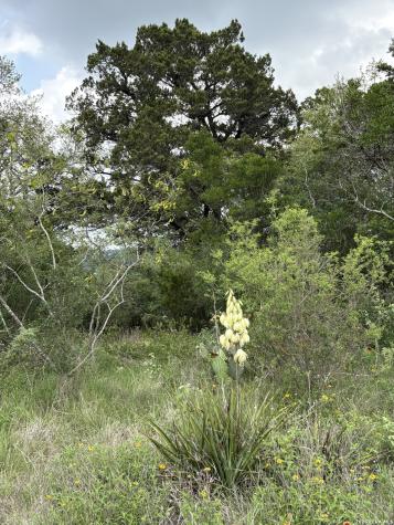460 County Road 2753 Mico TX 78056