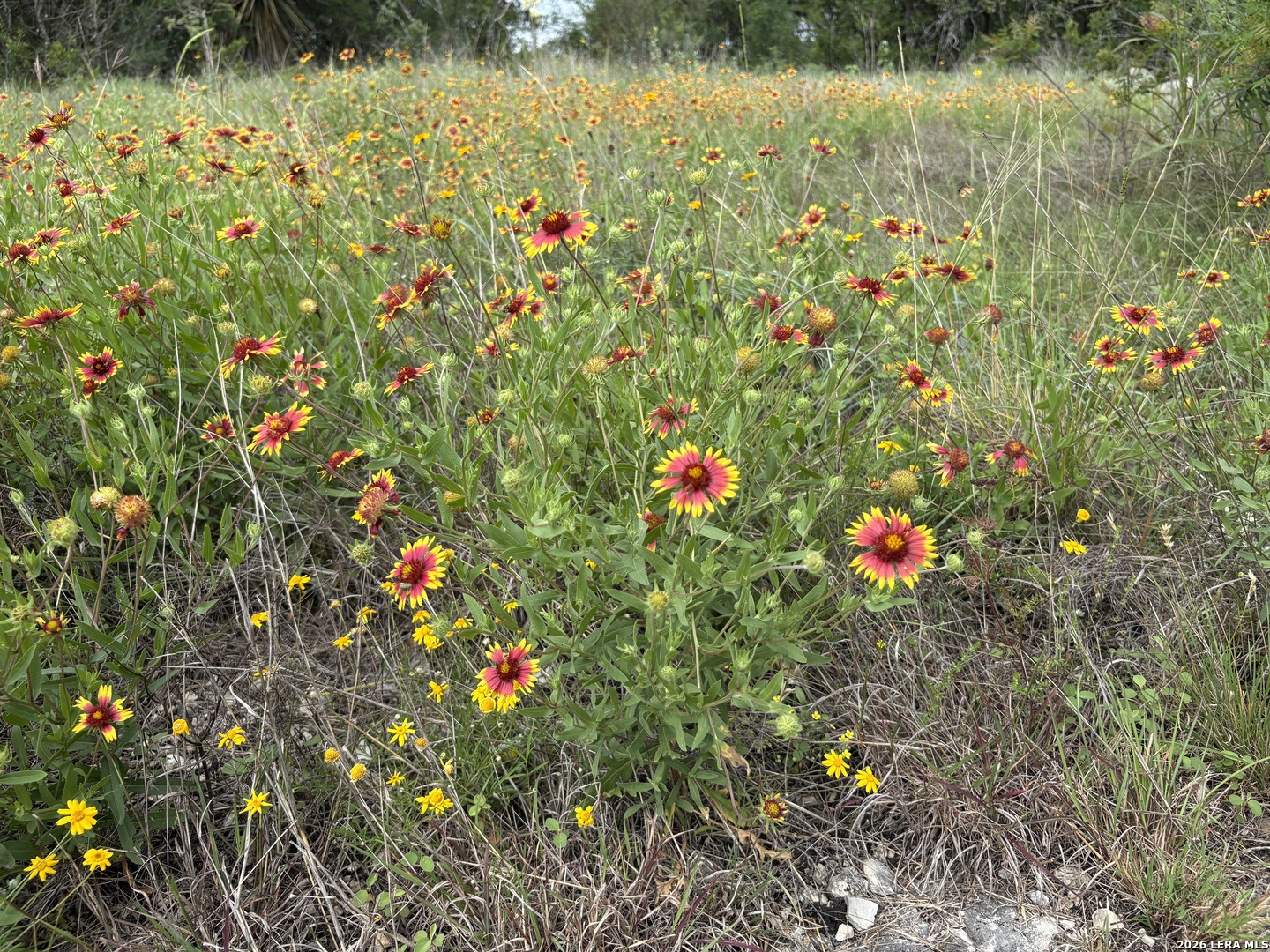 460 County Road 2753 Mico TX 78056
