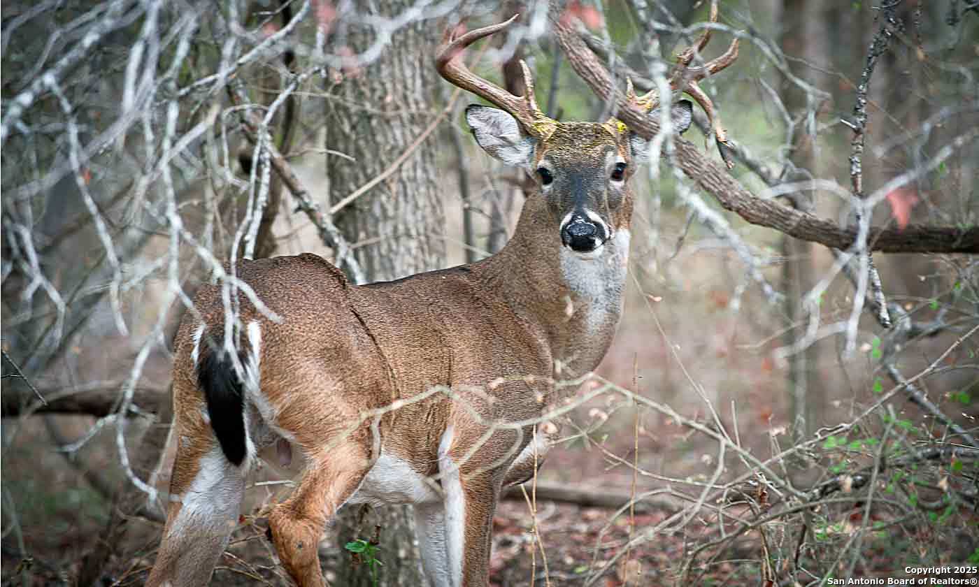 Lot 85 Headwaters Ranch Road Kendalia TX 78027