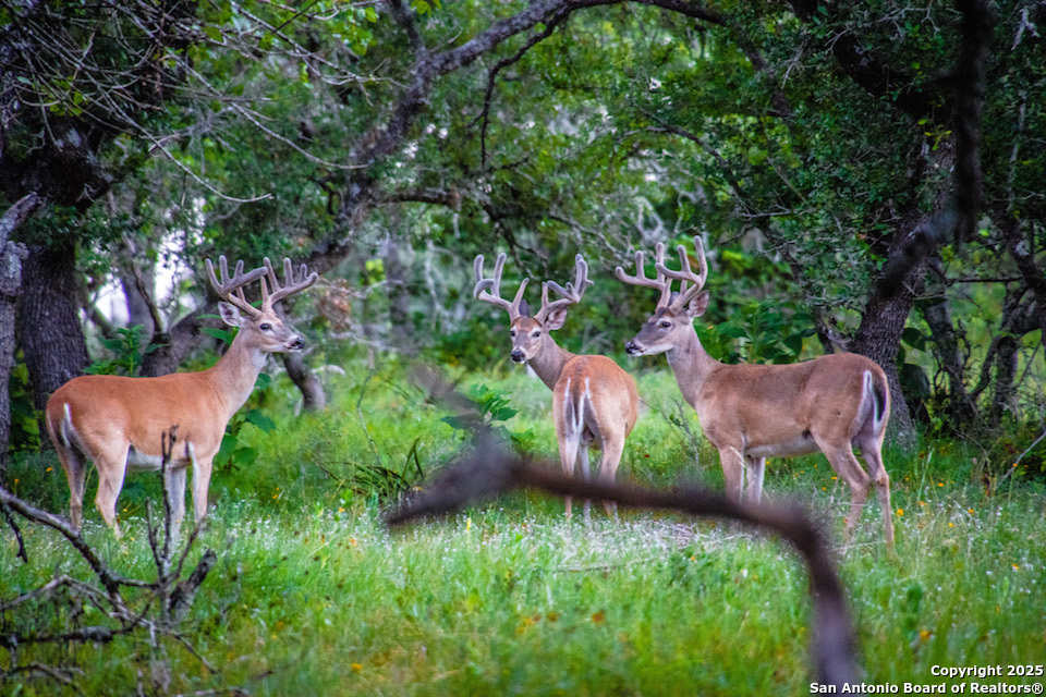 Lot 85 Headwaters Ranch Road Kendalia TX 78027