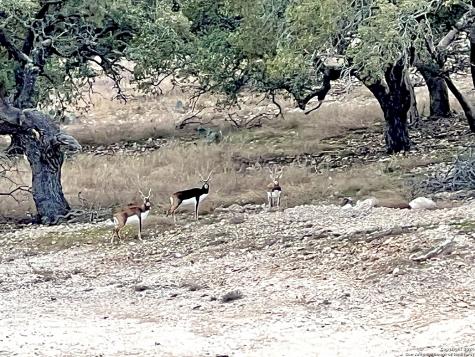 Lot 8 Cattlemans Crossing Kerrville TX 78028