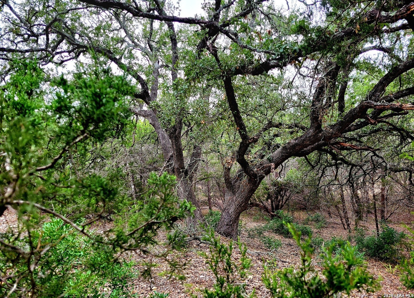 171 Appaloosa Drive Fischer TX 78623