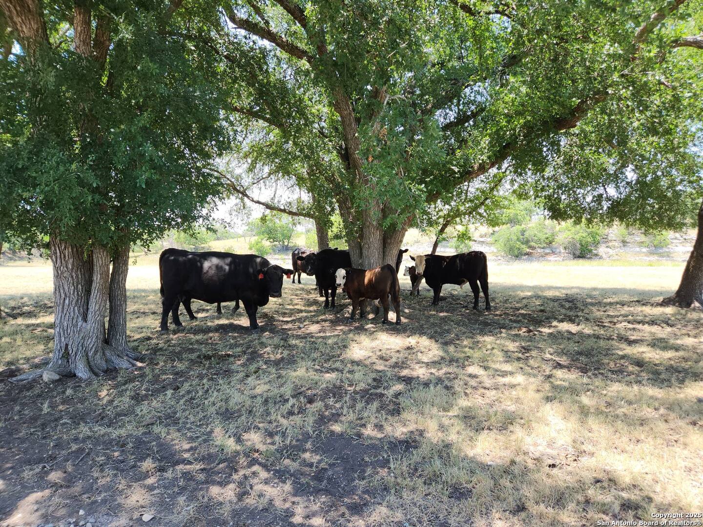 153 Fallow Drive Harper TX 78631