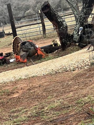 1384 County Road 326 Adkins TX 78101