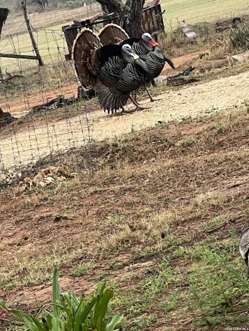 1384 County Road 326 Adkins TX 78101