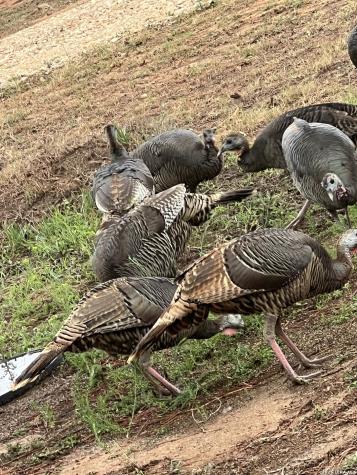 1384 County Road 326 Adkins TX 78101
