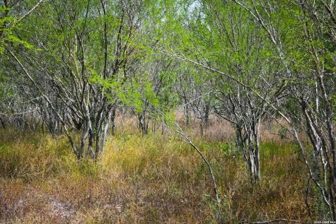 16.29+/- Acres County Road 158 Kenedy TX 78119