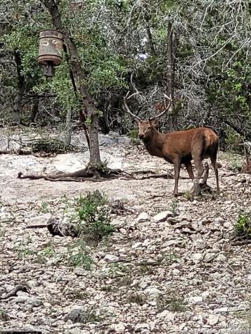 424 Sierra Vista Tarpley TX 78883