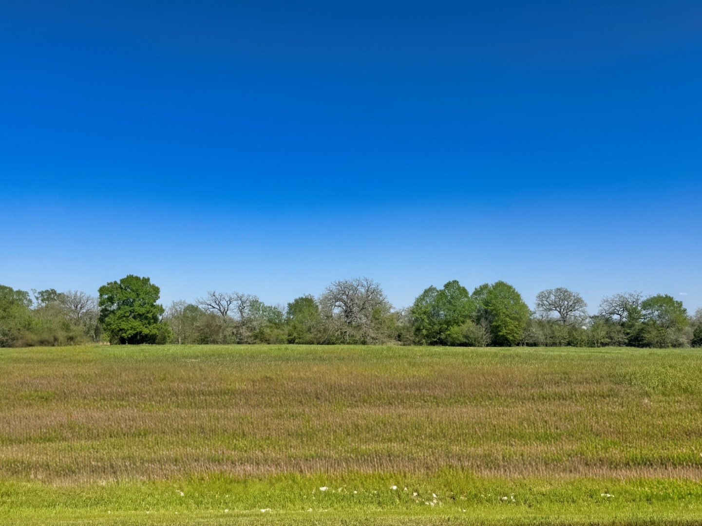 10196 Panther Creek Drive Iola TX 77861