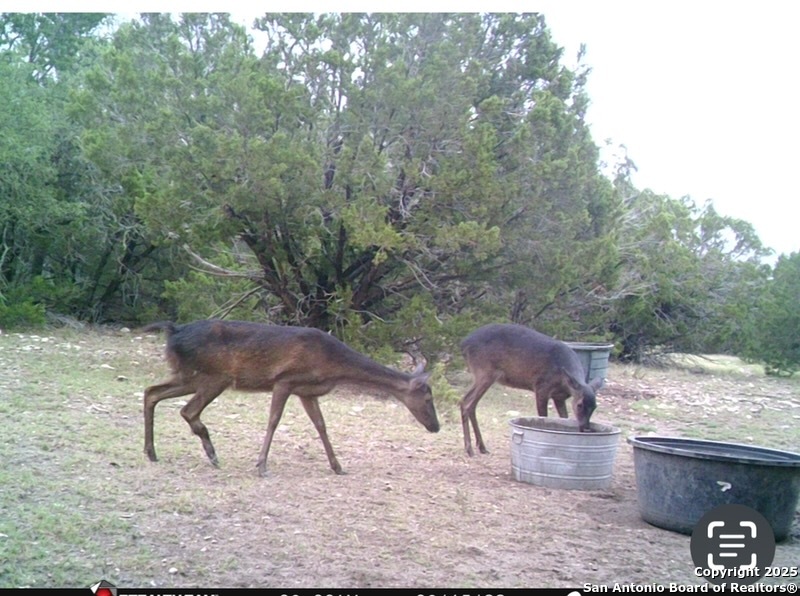 0 0 Rocksprings TX 78880