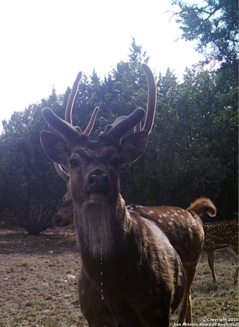 0 0 Rocksprings TX 78880