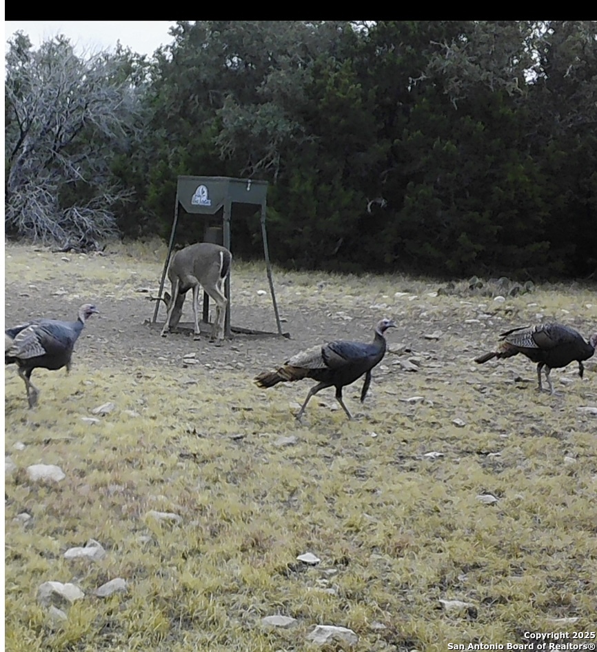 0 0 Rocksprings TX 78880