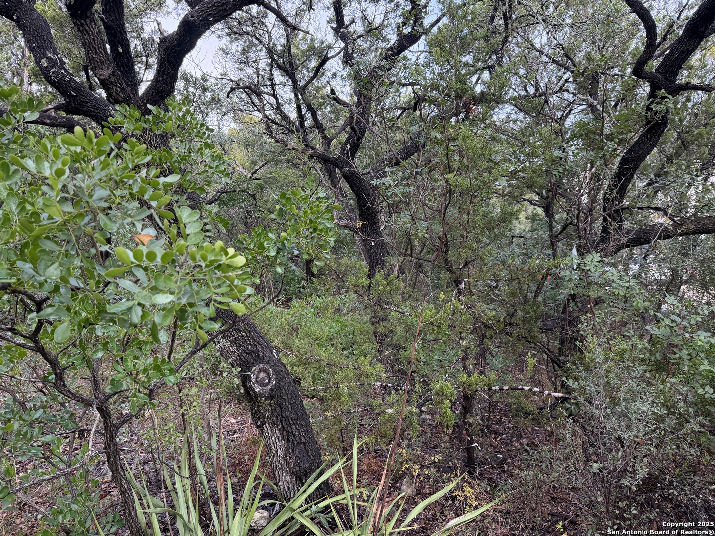 19011 Snuggle Cliff San Antonio TX 78255