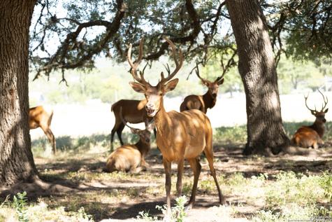 Lot 43 Blackbuck Trail Pipe Creek TX 78063