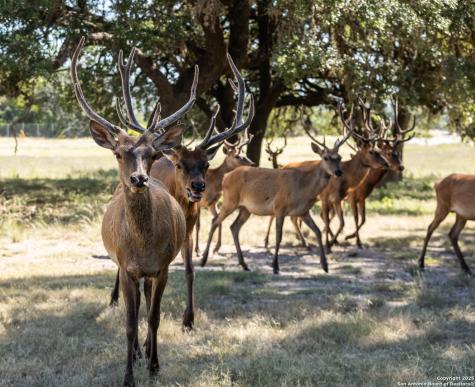 Lot 43 Blackbuck Trail Pipe Creek TX 78063