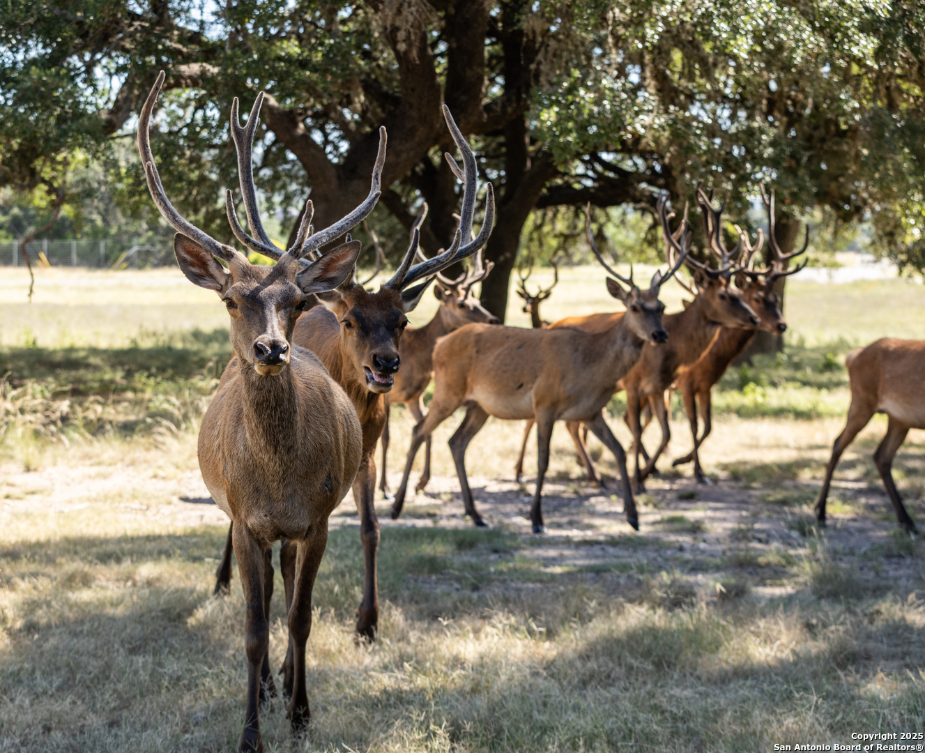 Lot 43 Blackbuck Trail Pipe Creek TX 78063