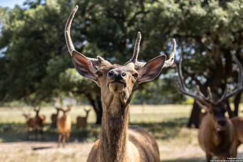 Lot 43 Blackbuck Trail Pipe Creek TX 78063