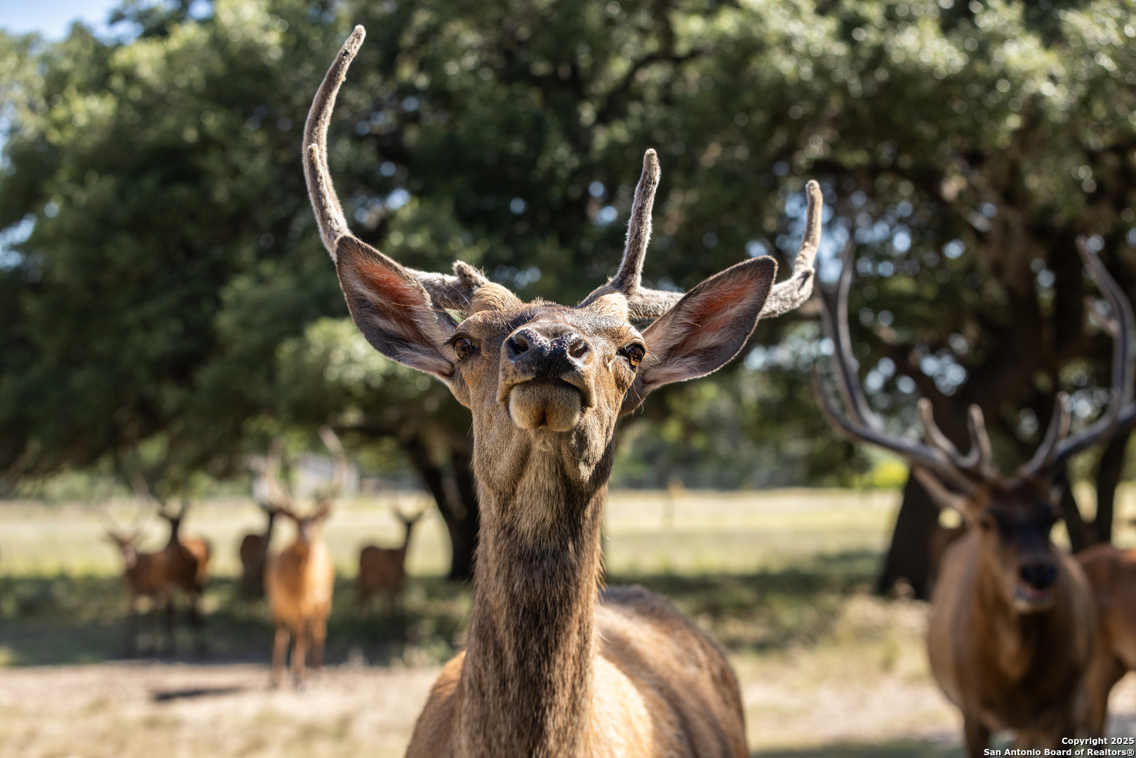 Lot 43 Blackbuck Trail Pipe Creek TX 78063