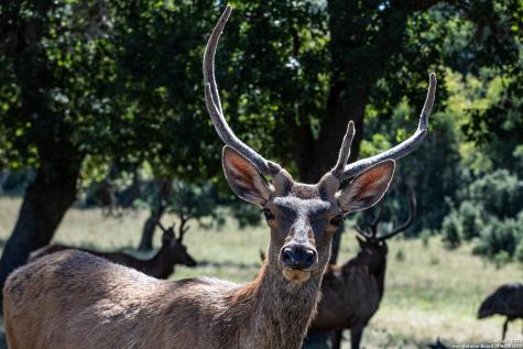 Lot 43 Blackbuck Trail Pipe Creek TX 78063