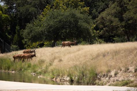 Lot 43 Blackbuck Trail Pipe Creek TX 78063