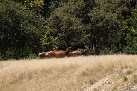 Lot 43 Blackbuck Trail Pipe Creek TX 78063
