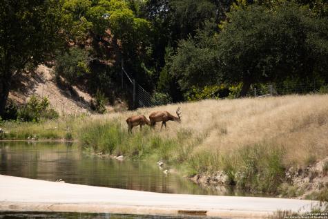 Lot 43 Blackbuck Trail Pipe Creek TX 78063