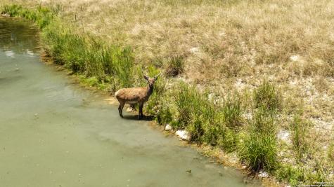 Lot 43 Blackbuck Trail Pipe Creek TX 78063
