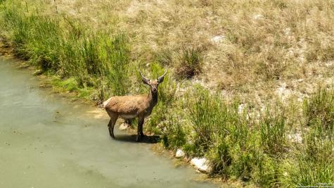 Lot 43 Blackbuck Trail Pipe Creek TX 78063