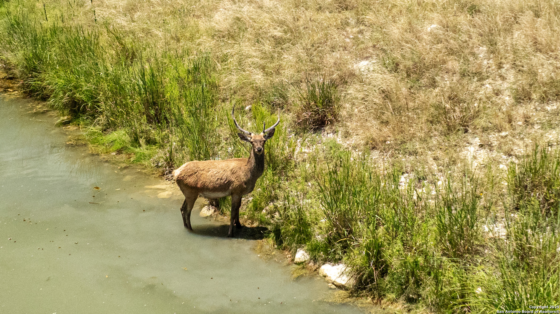 Lot 43 Blackbuck Trail Pipe Creek TX 78063