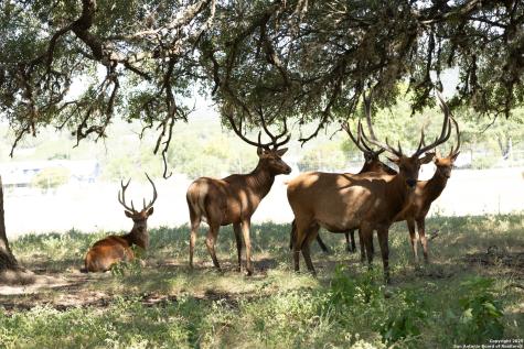 Lot 43 Blackbuck Trail Pipe Creek TX 78063