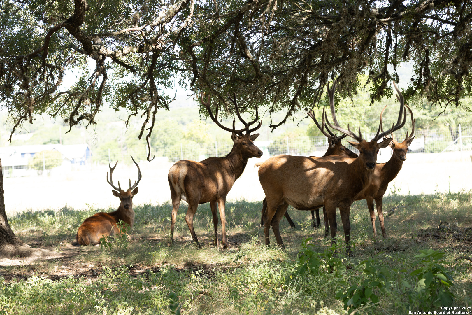 Lot 43 Blackbuck Trail Pipe Creek TX 78063