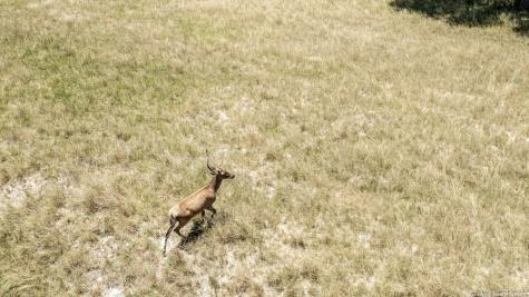 Lot 43 Blackbuck Trail Pipe Creek TX 78063