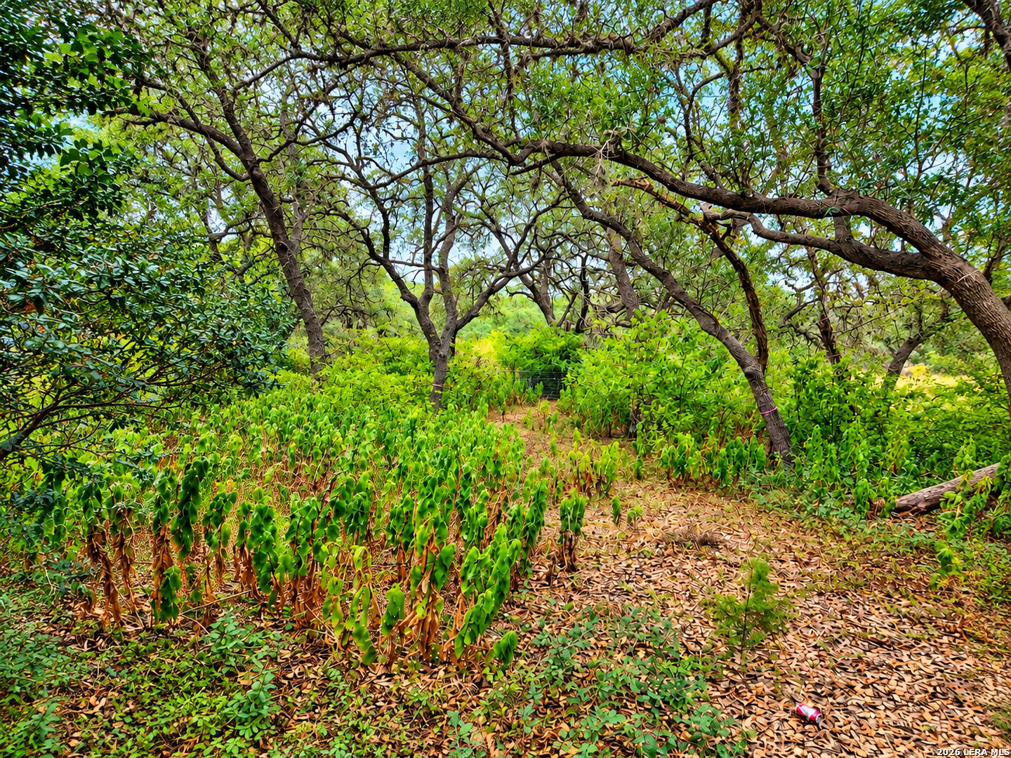 22334 Scenic Loop Road San Antonio TX 78255