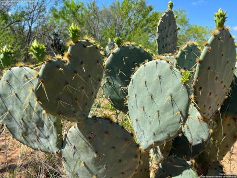 0 Carroll Road Dilley TX 78017